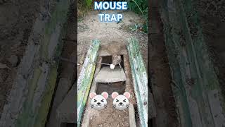 Mouse Trap mouse trap mousetrap mousetrap2022 mousetraps mousetraptp trapbeat choha shikari [upl. by Fronnia]