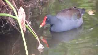 Common Gallinule Moorhen searching for food in the lake [upl. by Essirehs]