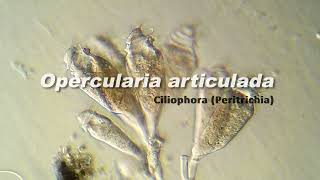 Opercularia articulata Ciliophora [upl. by Lyrpa139]