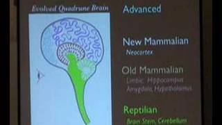 4Part Evolutionary Human Brain [upl. by O'Neil]