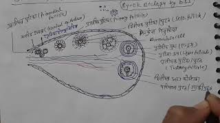 कक्षा12अध्याय3PART5मादा जनन तंत्रअंडाशय कीआंतरिक संरचनाinternal structure of ovaryPDF सहित [upl. by Selec877]