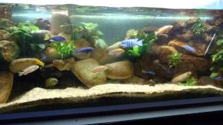 Aquarium 450 litre cichlidés du lac malawi [upl. by Atirahs]