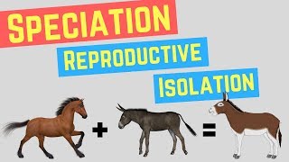 Speciation  Prezygotic vs Postzygoic Barriers  Forms of Reproductive Isolation [upl. by Enixam]