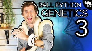 Ball Python Genetics 3 Single Gene Crosses [upl. by Ynttirb]