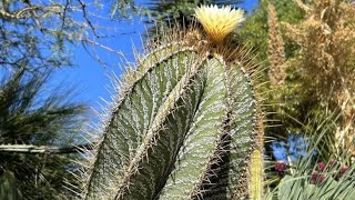 Astrophytum de 300 Años en España Conoce la ubicación y ven a visitarlocactusdesertcity cactus [upl. by Annodal652]