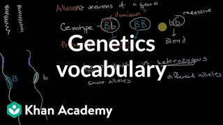 Genetics vocabulary  Inheritance and variation  Middle school biology  Khan Academy [upl. by Nivrag589]