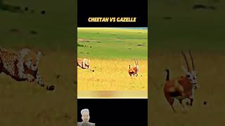 chita vs gazelle terending shortvideo anuj official nccmotivation [upl. by Becker]