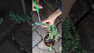 sedum plants sukulendankaktus succulent succulent succulentpropagation succulant cactus fyp [upl. by Ttebroc]