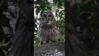 Barred Owl Sounds Compilation  Barred Owls Hooting on a branch [upl. by Einamrej662]