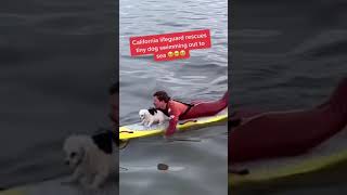 Heartwarming Rescue California lifeguard saves tiny dog out at sea shorts  New York Post [upl. by Dyol]