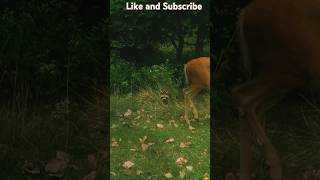 The Deer Whisperer Deer vs Racoon [upl. by Yevre]