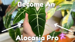 The Only Alocasia Care Video You’ll Need [upl. by Fleeta]