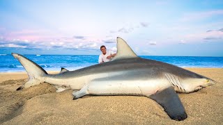 GIANT Blacktip Shark Catch Clean Cook [upl. by Afital]