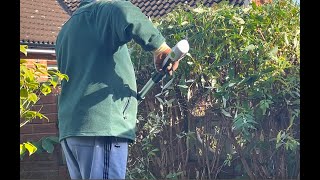 Pruning the buddleia or butterfly bush [upl. by Osanna]