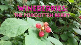 Wineberries The Forgotten Berry [upl. by Yllime512]