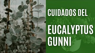 Cómo mantener un Eucalyptus gunnii en maceta [upl. by Teemus]