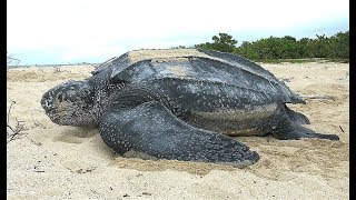 Facts The Leatherback Sea Turtle [upl. by Bernarr]