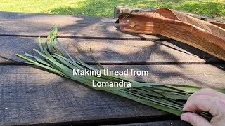 Creating thread  fine cordage from Lomandra  Time amp Spoons [upl. by Ruel]