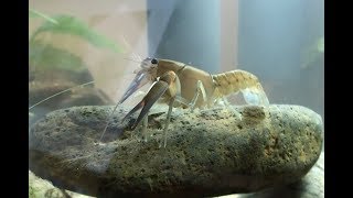 Yabbies in a fishtank [upl. by Anahsor]