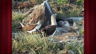 BlueFooted Booby Behavior [upl. by Ahc]