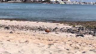 Castillo Caleta De Fuste Furteventura  Goose on the beach [upl. by Sherrer]