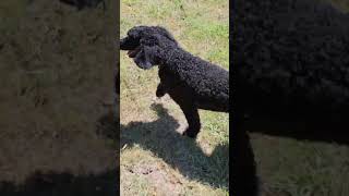 Dogs go crazy dogs nature dance dancenature [upl. by Ebarta]