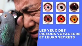 Les yeux des pigeons voyageurs et leurs secrets [upl. by Acul]