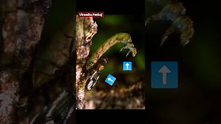 Exceptional Creature 🐛 Hawaiis Caterpillars 🐛 Virendra Pankaj amazing facts shorts [upl. by Gnud]