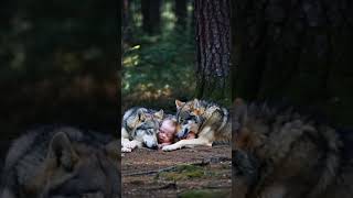 Wolf sleeps with child [upl. by Tallia863]