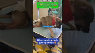 CACHORRO PARAPLÉGICO ADOTADO GANHA PRESENTE E TEM REAÇÃO LINDA cachorro resgate adote amor dog [upl. by Dahlia266]