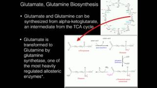 Glutamate Glutamine Biosynthesis [upl. by Samson]