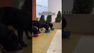 Chomping ritual of our staffies staffy staffylovers dogoftheday dogs dogshortvideo puppy [upl. by Ecnedurp320]