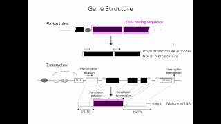 Gene Structure [upl. by Siouxie898]