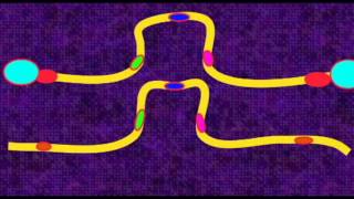 GENETICS 3 CHROMOSOMES PERICENTRIC PARACENTRIC INVERSIONS [upl. by Anizor254]