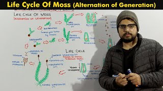 Life Cycle Of Moss Bryophytes Alternation of Generation [upl. by Rayle726]