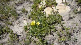 Comanche National Grasslands Wine Glass Ranch [upl. by Faythe]