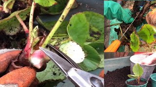 Dividing and Planting on Perennials Bergenia originalgardening gardeningin danori [upl. by Quartas]