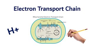 Electron Transport Chain  USMLE STEP COMLEX NCLEX [upl. by Taryne]