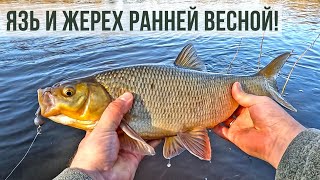 БЕЛЫЙ ХИЩНИК В ВЕСЕННЕЙ РЕКЕ  ТОП РЫБАЛКА НА СПИННИНГ [upl. by Sudnak]