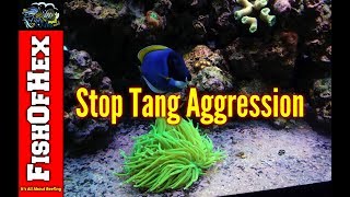 How To Deal With Tang Aggression  Adding The New Tangs [upl. by Evy]