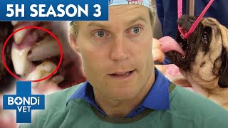 The Complete Season 3  5 Hours of Full Episodes  Bondi Vet Compilation [upl. by Upton333]