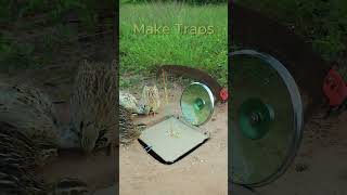 Wow great bird trap design ideas shorts  Make Traps [upl. by Sirovat]