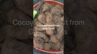 Fresh cocoyam harvest [upl. by Aihsoem301]