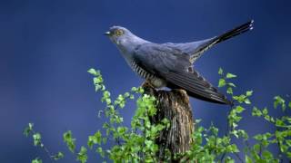 Cuckoo Bird  Free Ringtone Downloads for Android [upl. by Evadnee]