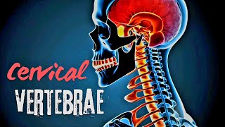 Cervical Vertebrae Explained Structure and Adaptations I Atlas amp Axis [upl. by Eelarol]