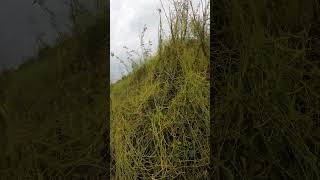 Most beautiful of nature  GoPro Supper View  hero 9  videography 4kvideo [upl. by Bagley]