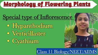 Special Type of InflorescenceHypanthidium Verticillaster CyathiumMorphology of Flowering Plants [upl. by Tamarah]