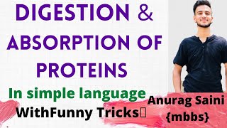 Protein Digestion and Absorption  Simplest Explaination [upl. by Trebloc]