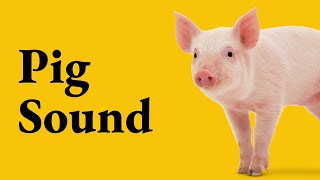 Pig Sound  Oink [upl. by Morgun]