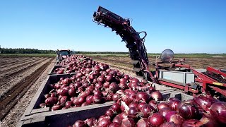 World Modern Agriculture Technology  Broccoli Cabbage carrot onion Harvesting machine 2021 [upl. by Lalage]